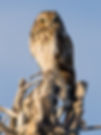 Short-eared owl at sunset