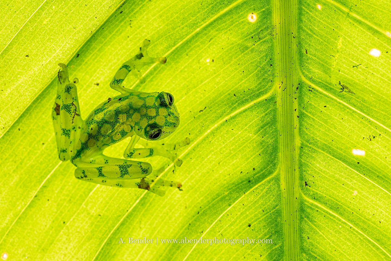 A glass frog sits on a backlit leaf with leaf veins and frog both curving the same direction. Image is mostly a yellow-green. Text reads A Bender abenderphotography.com