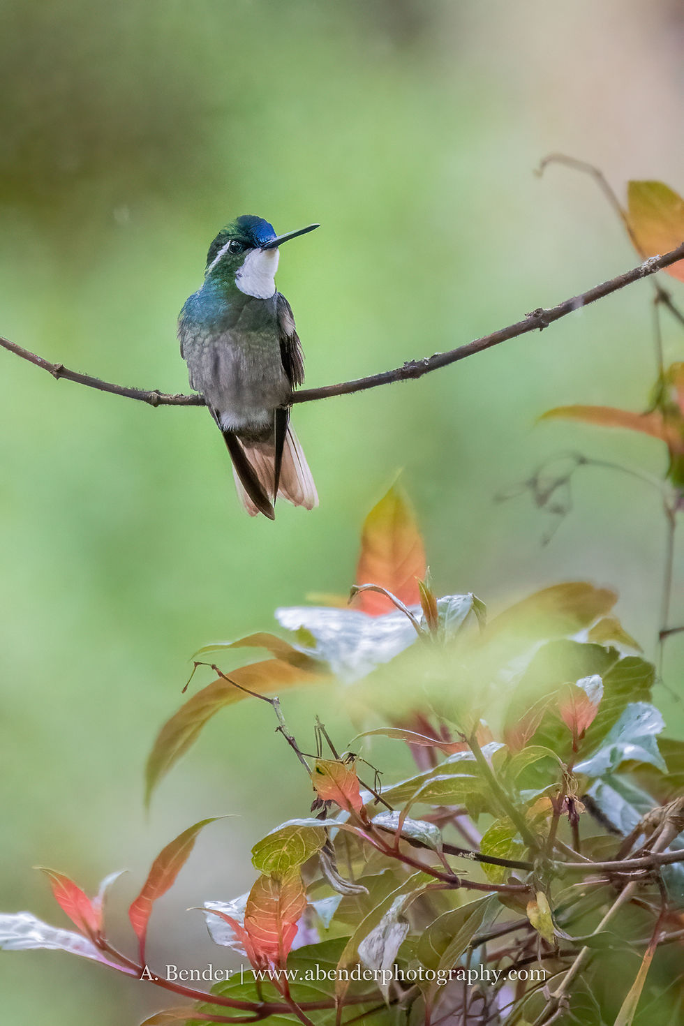 Male White-throated Mountain-gem humming bird sitting on a branch in Costa Rica | A. Bender Photography LLC