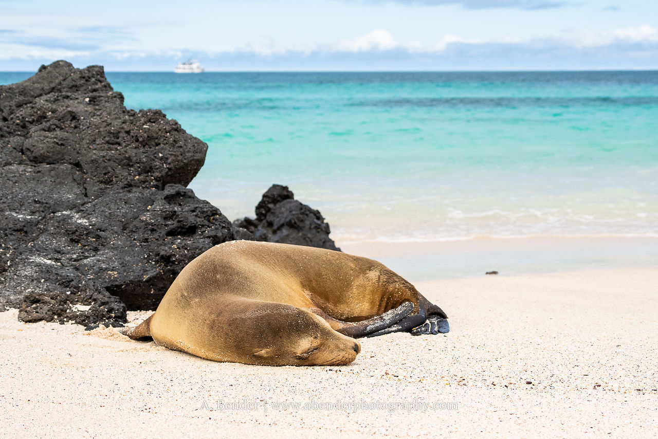 A sea lion sleeping on white sand with blue waters behind it.