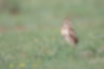 Burrowing Owl standing in grassy field in northern Texas | A Bender Photography LLC