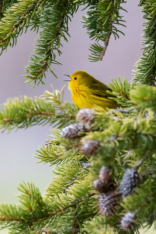Yellow warbler in conifer tree, Grand Teton