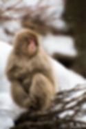 "Watching Snow" a young monkey sits on barren branches as snow falls