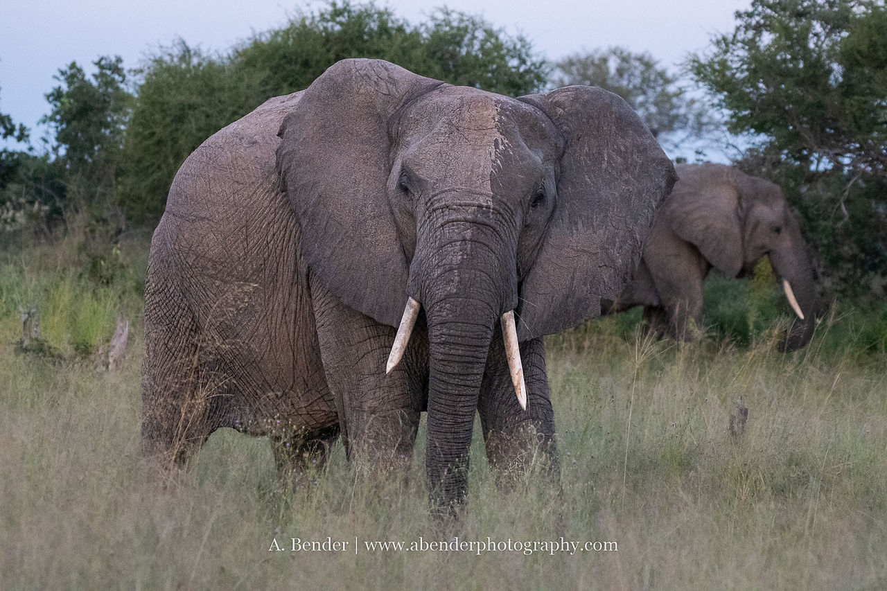 An elephant faces towards the camera in low light with soft grasses surrounding it and bushes behind it.