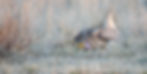DSC09535-ARW-DxO_DeepPRIME XD2.jpg