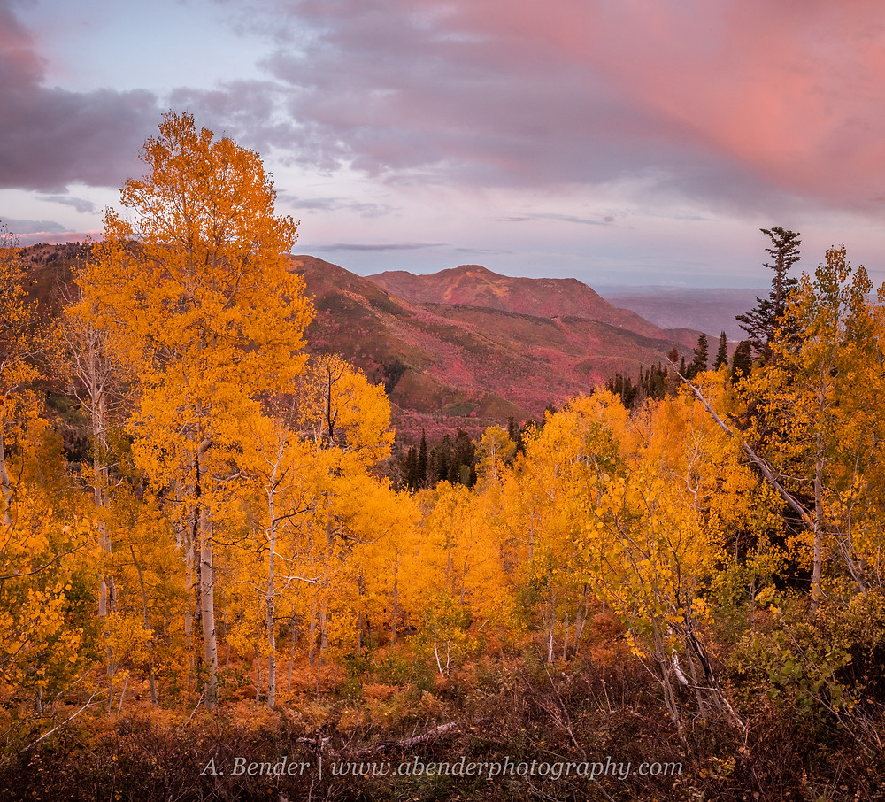 Pink light at sunset colors the view of clouds over distant mountain ridge with a stand of yellow aspen in the foreground in the Wasatch Mountains Utah | A Bender Photography LLC