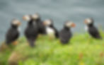A flock of Atlantic puffins an green grass cliff edge.  Faroe Islands Bird Photography  | A. Bender Photography LLC