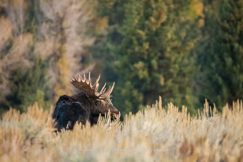 A bull moose in tall sage brush in fall. 
