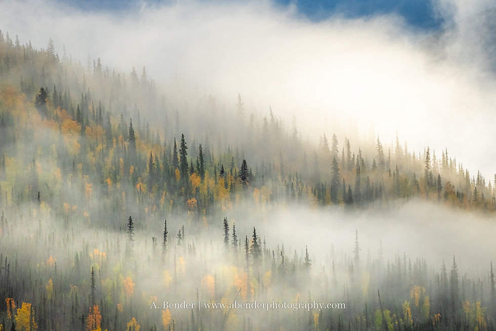 Misty forest with evergreen trees and autumn foliage in shades of green, yellow, and orange. Fog creates a serene, dreamy atmosphere.