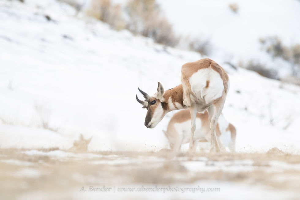 A pronghorn scratches an itch against the backdrop of a snowy landscape in Montana | A. Bender Photography LLC