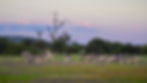 A group of zebras grazes in a grassy savannah at sunset, surrounded by sparse trees and a distant mountain. Sky is pastel pink and blue.