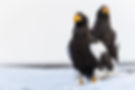 Pair of Steller's Sea Eagles