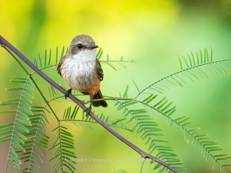 Small female vermillion flycatcher brown-and-white bird perched on a purple branch amid green leaves, with A. Bender photography watermark below.
