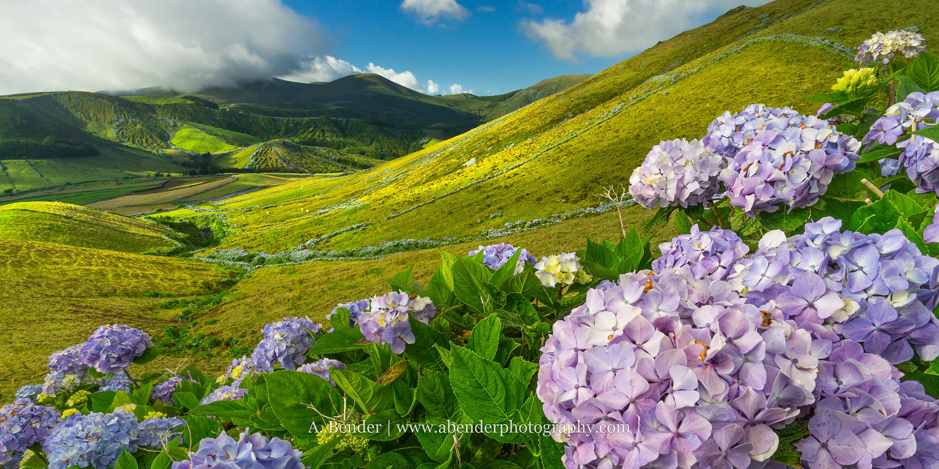 Purple flowers against green rolling hills and mountains under a blue sky with puffy white clouds.