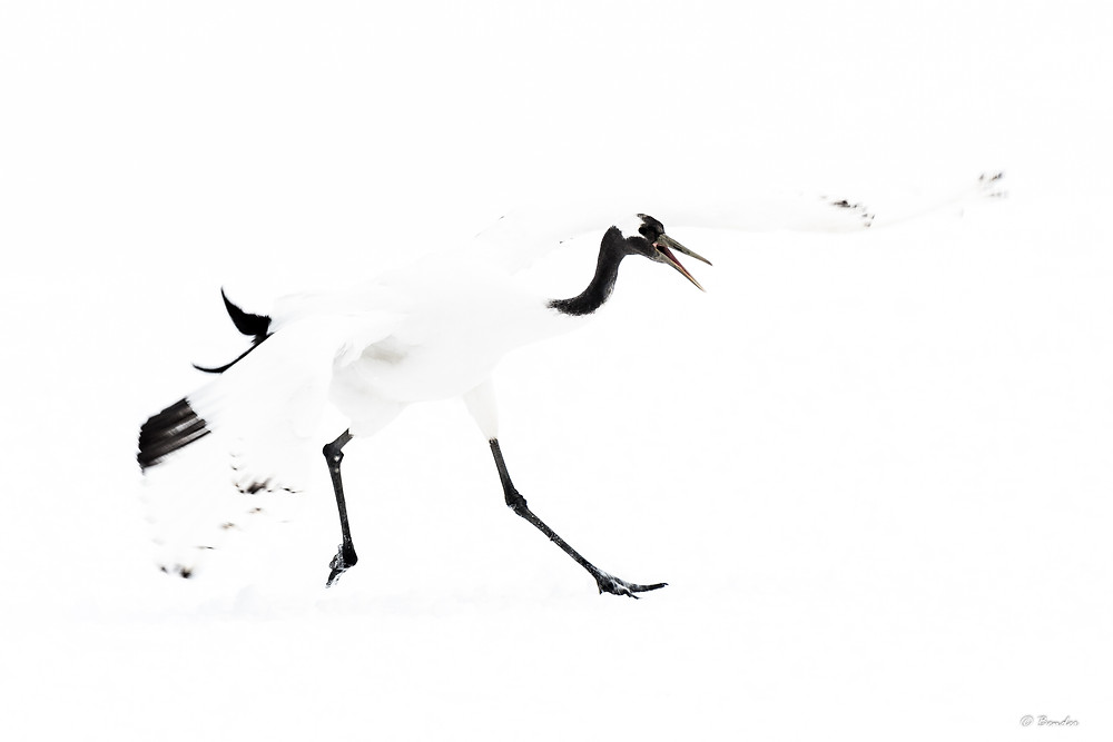 Young crane dancing enthusiastically