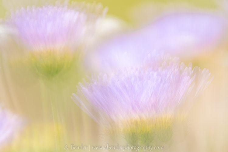 abstract impressionistic wildflowers, Joshua Tree National Park
