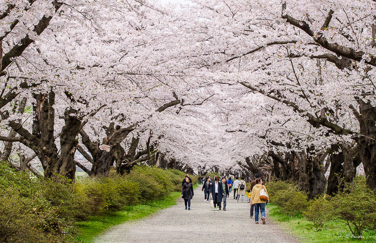 Tenshochi Park Cherry Blossom 2km lane in full bloom.