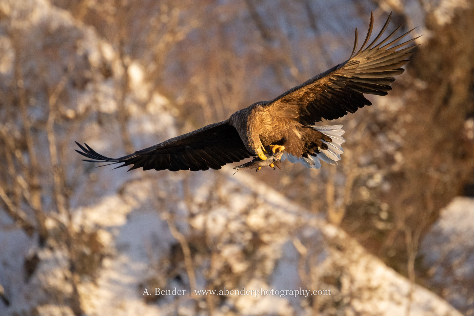 A white-tailed sea eagle eating its catch midflight in early morning golden light in Hokkaido, Japan. | A. Bender Photography LLC