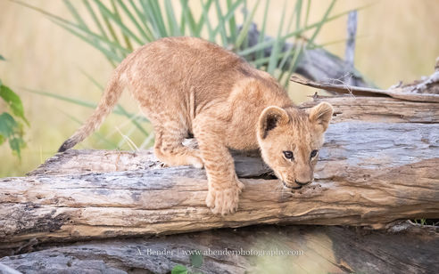 Lion cub on log from Botswana Photo Safari. TOURS & WORKSHOPS COLLECTIONS