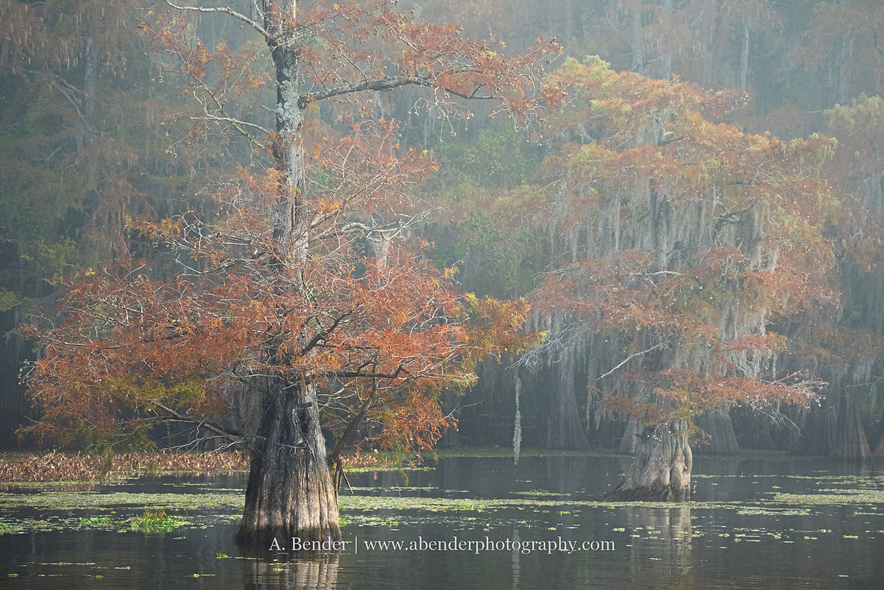 bald cypress trees stand in a flooded forest with mist in early morning light with their needles bright orange and yellow. Text reads A. Bender abenderphotography.com