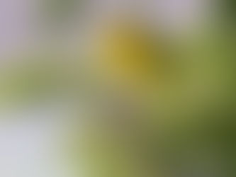 Yellow songbird sings among evergreen branches against gray background; faint A. Bender watermark below.