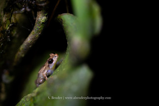 small frog in green curled leaf at night