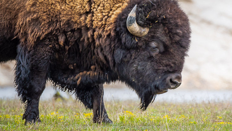 Bison, Yellowstone