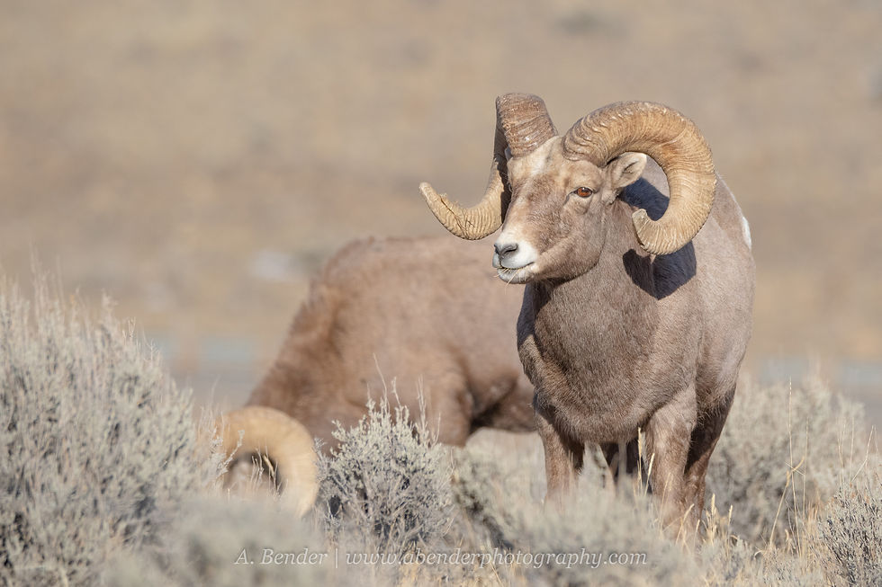 Two Rocky Mountain bighorn rams graze among the sage brush in Montana | A. Bender Photography LLC