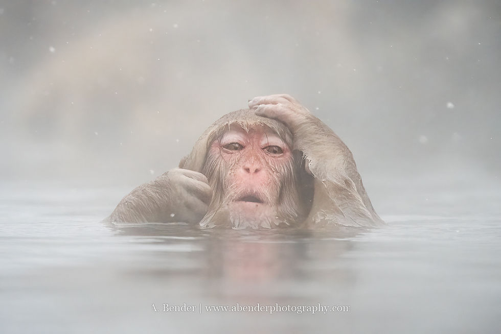 Macaque half-submerged in misty water, holding its head; soft gray scene with A. Bender | www.abenderphotography.com visible below