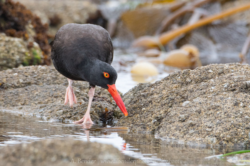 Black oystercatcher essay image