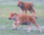 Two american bison calves red dogs running through a field | A Bender Photography LLC