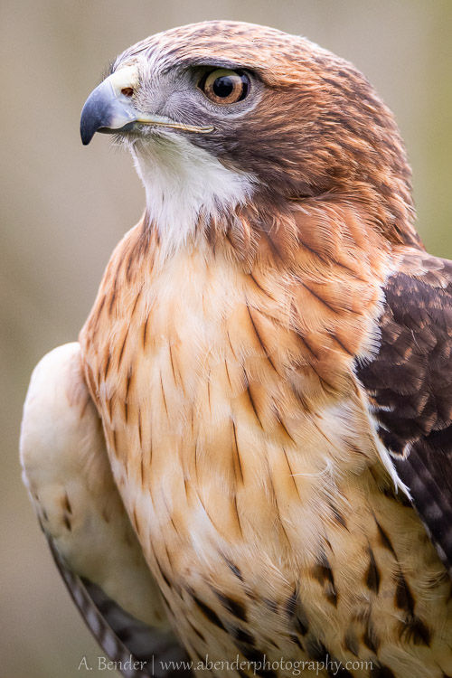 Red Tailed Hawk, Teton Raptor Center