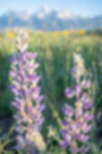 Lupine in bloom with Grand Teton mountains in background | A Bender Photography LLC