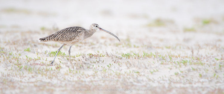 Long-billed curlew, Antelope Island State Park