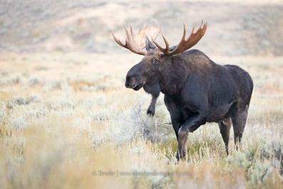 A bull moose walks in pale sage brush in pastel light.