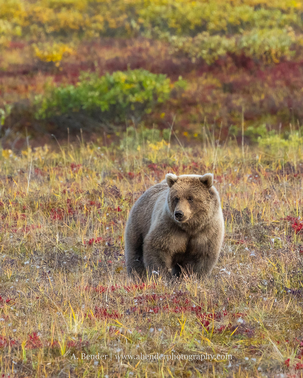 Grizzly bear stands in a colorful autumn tundra, with A. Bender | www.abenderphotography.com watermark at the bottom.