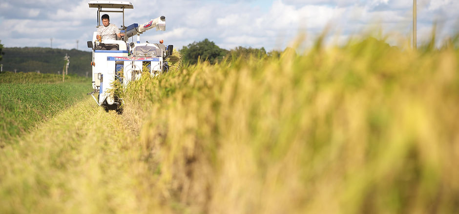 どれだけのお米を作っていますか?