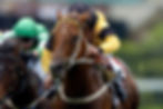 Close up of a horse racing