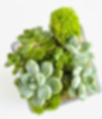 terariu plante suculente