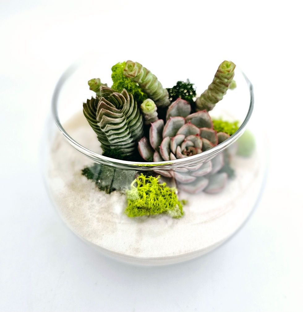 Cadou eco – terariu Happy Plants cu plante naturale și nisip alb în straturi