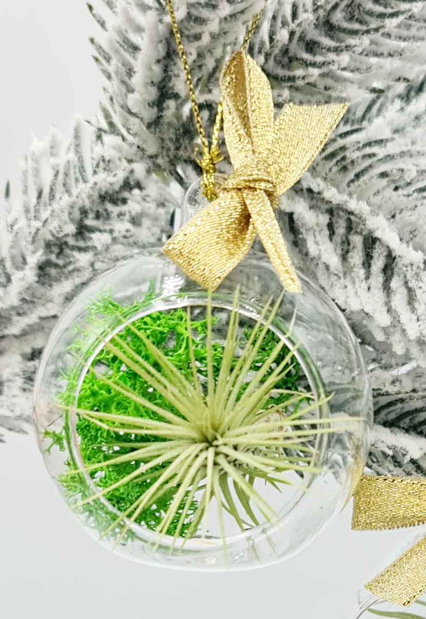 Miniatură: planta tillandsia