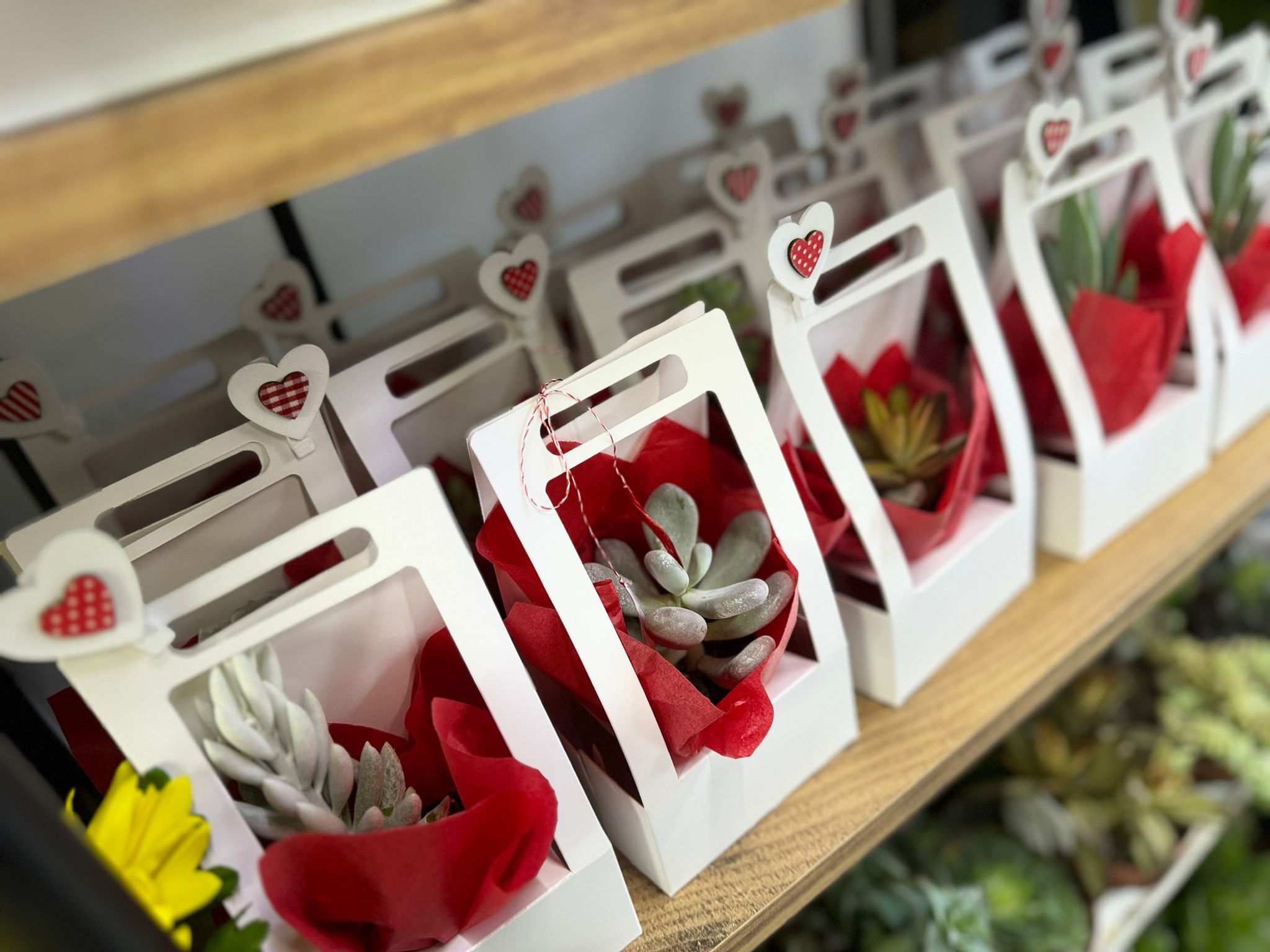 Martisor planta suculenta – Martisor eco