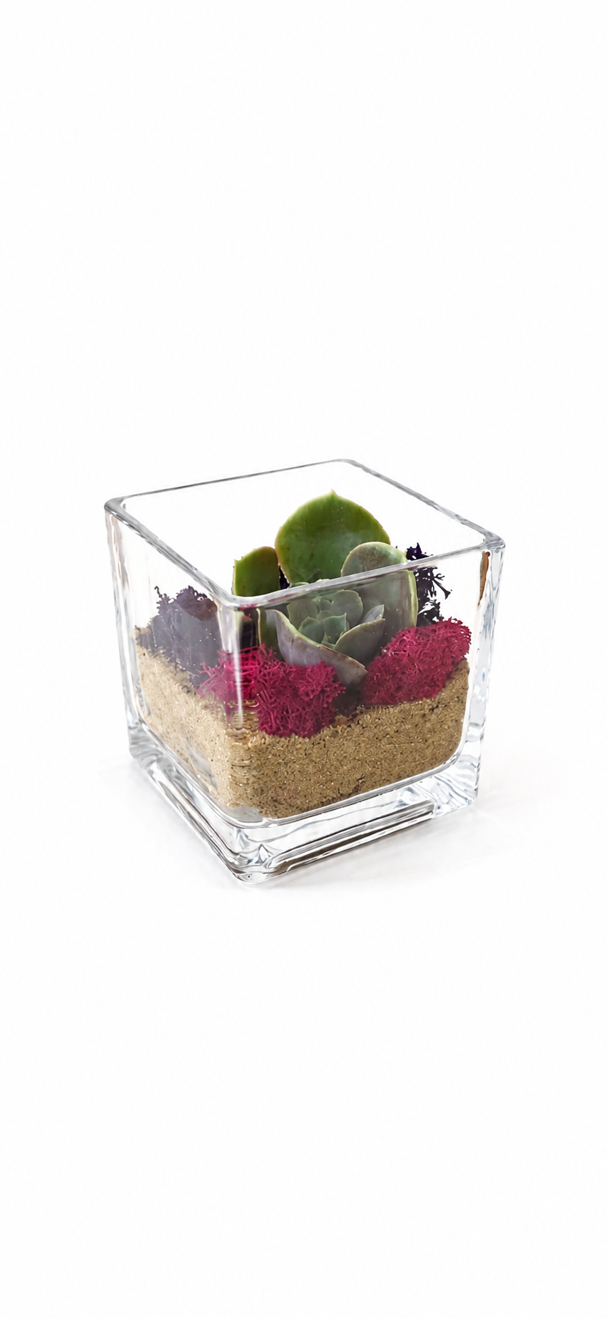 Miniatură: Marturie planta suculenta in cub de sticla cu nisip decorativ si muschi colorat.