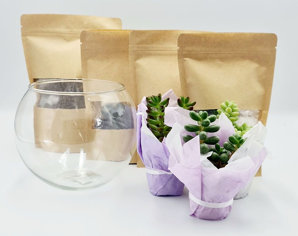 Miniatură: kit terariu plante suculente