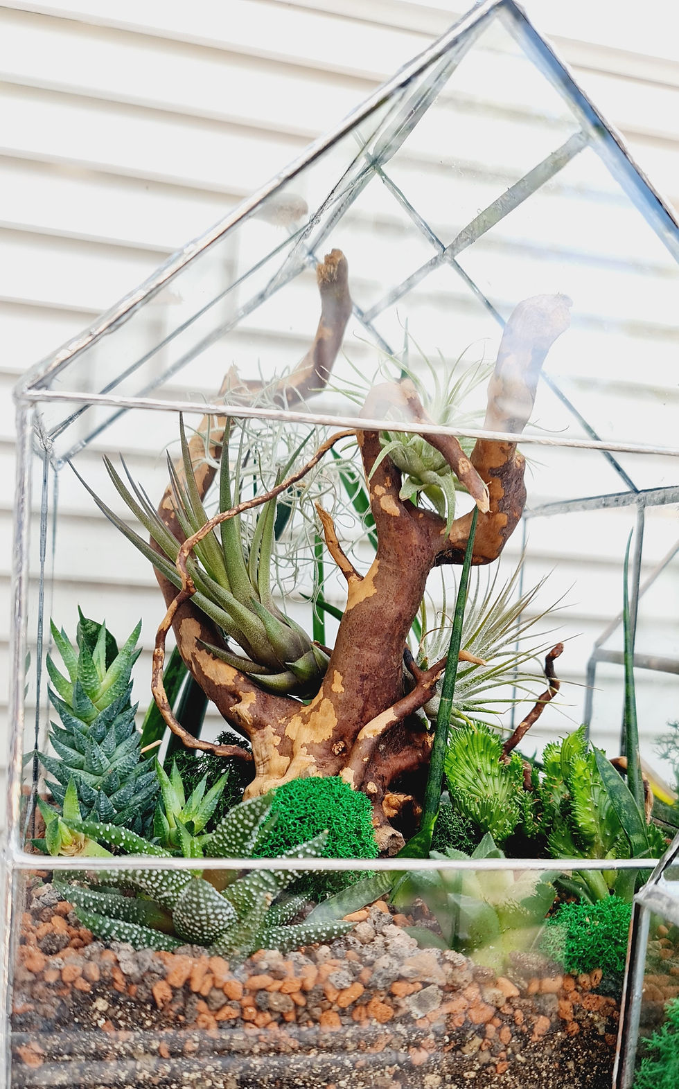 Miniatură: Terariu Jungle realizat manual, combinație de suculente și Tillandsia cu elemente naturale de lemn și mușchi stabilizat