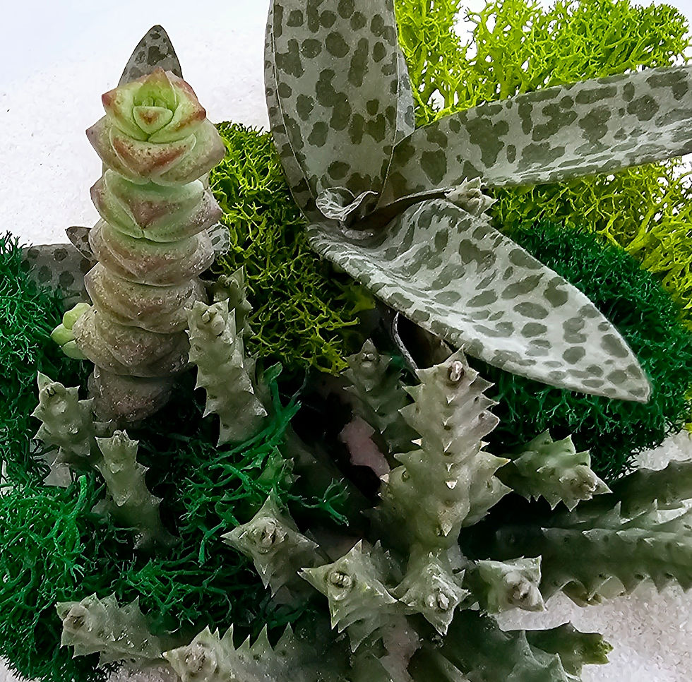 Miniatură: terariu suculente si muchi