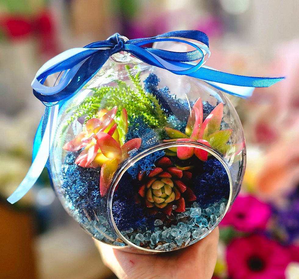 Terarium - Terariu - suculente