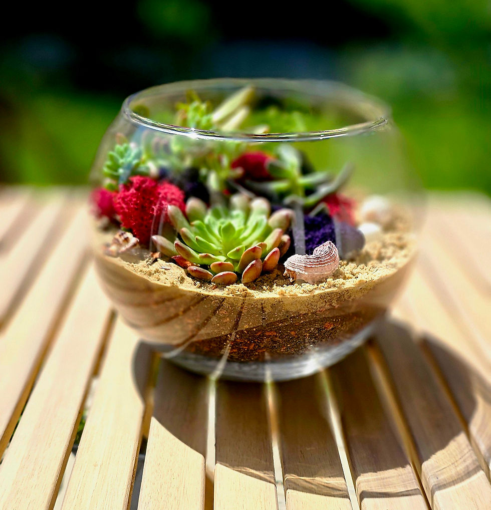 Miniatură: plante suculente