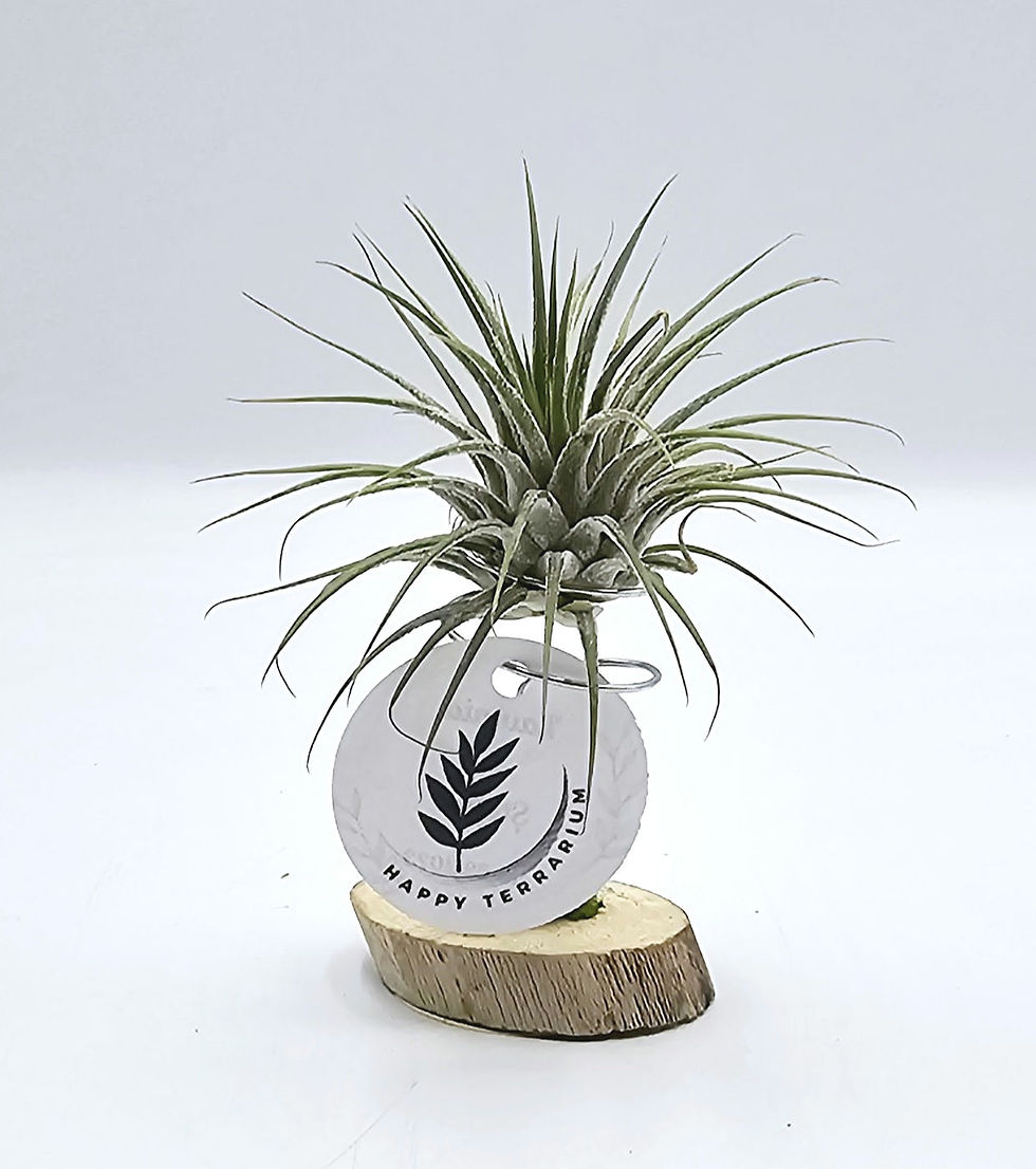 Miniatură: marturii cu plante aeriene