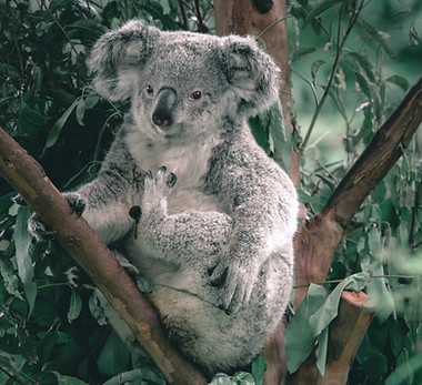 Koala
